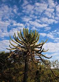 Image result for Euphorbia cooperi