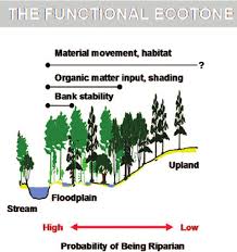 Graphical Representation Of The Functional Riparian Ecotone Following Download Scientific Diagram