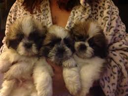 Shih tzu's are a breed of dog with a long, varied history. Fluffy Shih Tzu Puppies For Sale Birmingham West Midlands Pets4homes