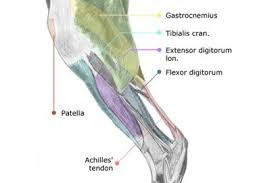 Home treatments for injured hamstrings to make it go away forever. Achilles Tendon Injury In Dogs Stem Cell Safari League City Tx