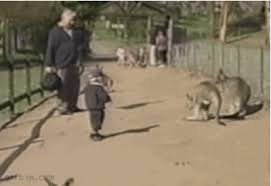 This No Nonsense Kangaroo Funny Pictures Funny Gif Bones Funny