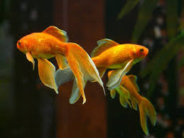 You can give them zucchini, cucumber, carrots, and lettuce. Do Goldfish Eat Other Fish How To Prevent It From Happening