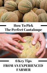 How To Pick The Perfect Watermelon Pineapple Cantaloupe And Strawberries