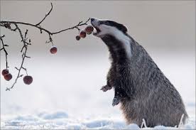 Pin Auf Cute Animals