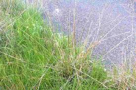 Image result for Sporobolus agrostoides