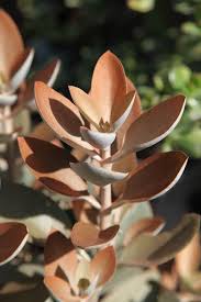Succulent Kalanchoe Orgyalis Copper Spoons Planting Succulents Succulents Succulents In Containers