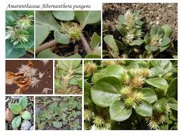 Image result for Alternanthera pungens
