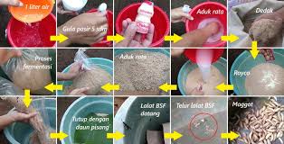 Marak nya budidaya belatung di indonesia tidak terlepas dari permintaan pasar terhadap belatung itu sendiri. Cara Mudah Mendatangkan Lalat Bsf Dan Maggot Bsf Kabartani