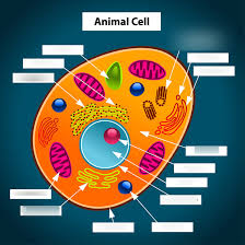 Start studying animal cell diagram (labeled). Label The Parts Of A Cell Diagram Animal Cell Diagram Quizlet