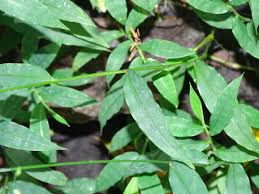 Image result for Pseudechinolaena polystachya