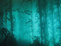 kelp forest kelp forest sunless sea underwater world
