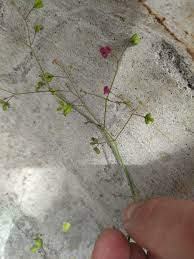 Image result for Boerhavia coccinea