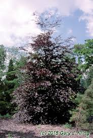 Image result for Fagopyrum snowdenii