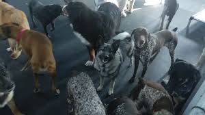 Maybe you would like to learn more about one of these? Tails Pet Resort Llc Home Facebook