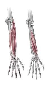 There are 20 muscles separated into two compartments. Elbow And Forearm Orthogate Press