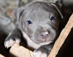 Do puppies eyes change color. Blue Eyed Pitbull Do Pitbulls With Blue Eyes Really Exist