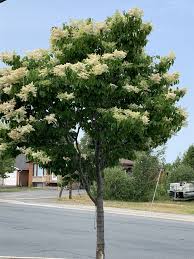 Plant in full sun and enjoy the spring white blossoms, and summer although apricot trees are native to armenia, their are many great varieties growing in the united states. Syringa Reticulata Tree Seeds Japanese Tree Lilac Price Per 1 Packet Japanese Tree Tree Seeds Flowering Trees