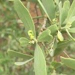 Image result for Salvadora australis