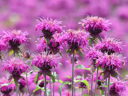 Bee balm jetzt günstig bestellen. The Bee Balm Plant How To Grow And Care For Bee Balm Plants