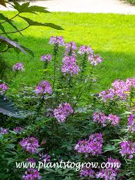 Image result for Cleome stricta