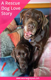 Burt A Love Story Wear Wag Repeat Dog Blog Labrador Labrador Retriever