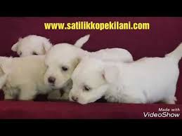 Maltes Terrier Yavru Ilanlari Ve Maltese Terrier Yavru Fiyatlari Icin Bizlere Ulasabilirsiniz Kopek