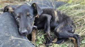 Puppy's Rescue Turns Into Survival Mission When She Can't Be Found