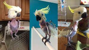 Habitat burung yang satu ini biasa ditemukan di hutan hujan tropis. Tak Diurus Burung Kakaktua Stres Dan Mencabuti Bulunya Sendiri Global Liputan6 Com