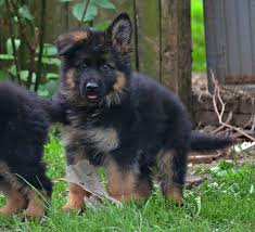 German shepherd dog litter of puppies for sale near california, ojai, usa. Droll German Shepherd Puppies For Sale In California L2sanpiero