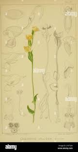 Image result for Disperis kilimanjarica