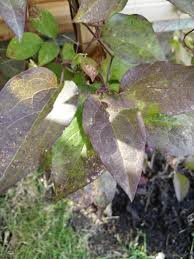 We did not find results for: Clematis In Victoria Bc Planted Out Last Fall Started Well This Spring But Leaves Are Now Turning Brown Something May Be Eating It But Can T See Any Bugs Was Planted Out In