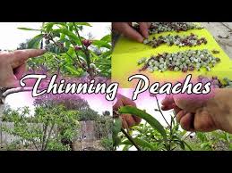 We did not find results for: Spring Thinning My Florida King Peach Tree 100 S Of Fruit Youtube