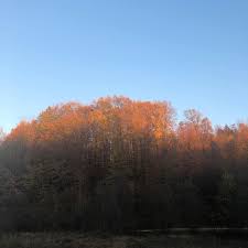 Când poţi şi tu prin ea să treci. PÄdurea De Argint Si Codrii De AramÄ Din Poezia Lui Eminescu Chiar ExistÄ