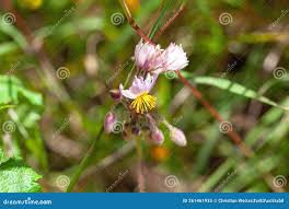 Image result for Sparrmannia ricinocarpa