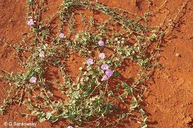 Image result for Ipomoea barteri