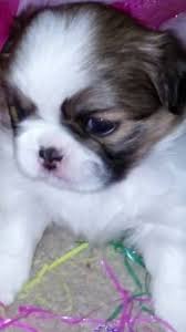 Check out the trait, size, life span, health issues, all facts of shih tzu. Japanese Chin Shih Tzu Mix Awww Shih Tzu Mix Japanese Chin Shih Tzu