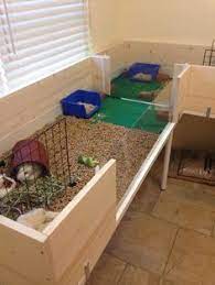 Pin On Cute Guinea Pigs