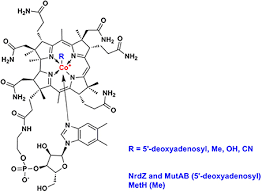 Vitamin b12 consists of a large ring structure similar to porphyrin with a cobalt atom in its centre. Structure Of Vitamin B12 Cobalamin Download Scientific Diagram