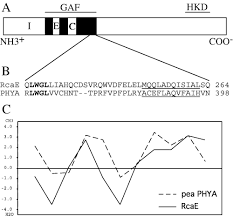 A wide variety of talon systems options are available to you, such as local service location, applicable industries, and showroom location. Rcae Is A Complementary Chromatic Adaptation Photoreceptor Required For Green And Red Light Responsiveness Terauchi 2004 Molecular Microbiology Wiley Online Library