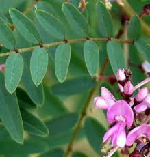 Image result for Indigofera