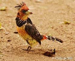 Black And White Speckled Bird With Red Head Pin On Flowers And Birds