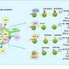 As described above, histones are much more than passive structural players within chromatin. 1