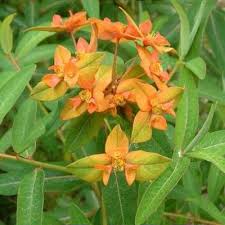 Image result for Euphorbia glanduligera