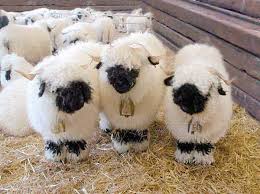 Valais Blacknose Sheep Album On Imgur Cute Sheep Cute Animals Animals