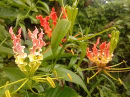 Image result for Littonia