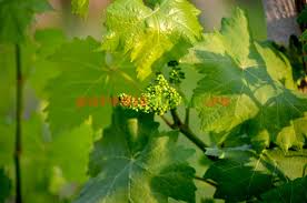 Am procedat la fel ca la pomi. LucrÄrile La ViÅ£a De Vie In Anul I DupÄ Plantare Paradis Verde