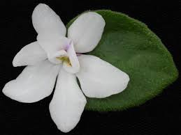 African violets can grow indoors and can also go outdoors in the warmer months. African Violets By Lyndon Lyon Greenhouses
