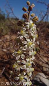 Image result for Eriospermaceae