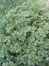In competition studies, horse purslane reduced mung bean [ vigna radiate (l.) r. Plantfiles Pictures Horse Purslane Desert Horsepurslane Trianthema Portulacastrum By Xenomorf