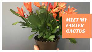 Understanding how the easter cactus grows in its native environment can go a long way in giving it the best care. Meet My Easter Cactus Repotting Propagating Youtube